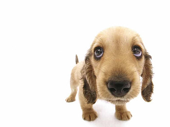 Funny dog, dog, animal, puppy, noise HD wallpaper