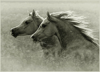 The Horses 2, closeup, art , white, two horses, nice HD wallpaper