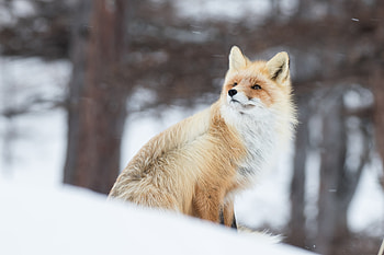 Fox In Snow , fox, snow, nature HD wallpaper