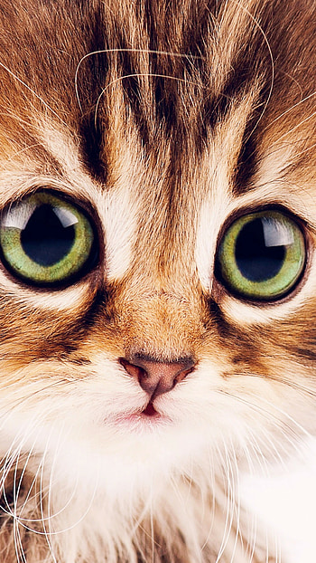 Close-up, Kittens HD phone wallpaper