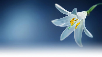 Lily, blue, nature, flowers HD wallpaper