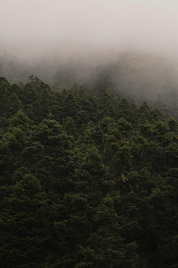 Nature, Trees, Forest, Fog, Branches, Fir, Spruce HD phone wallpaper
