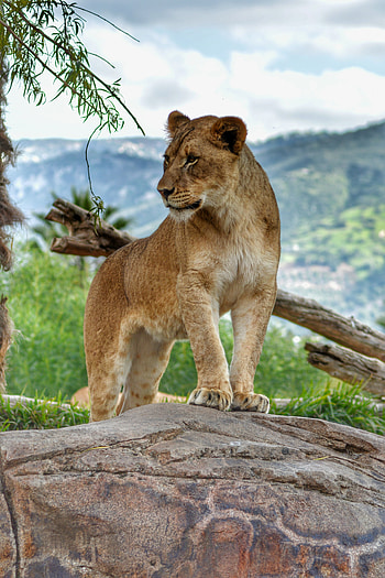 Animals, Big Cat, Lioness, Paws HD phone wallpaper