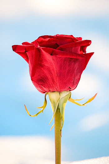 Flowers, Flower, Macro, Rose Flower, Rose, Close-Up HD phone wallpaper