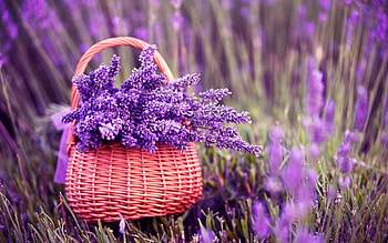 Fresh Lavender Flowers On Pink Background Stock Lavender Flower Backgrounds ) HD wallpaper