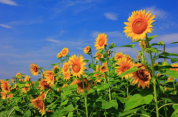 Flowers, Sunflowers, Sky, Summer, Greens, Field HD wallpaper