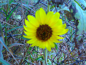 beautiful flower, beautiful, nature, flowers, flower HD wallpaper