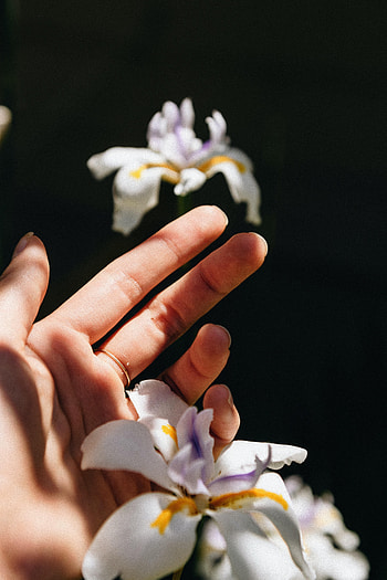 Iris, Flower, Hand, Miscellanea, Miscellaneous, Ring HD phone wallpaper