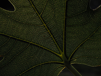 Macro, veins, green leaf HD wallpaper
