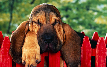 Bloodhound, Cute Dogs HD wallpaper