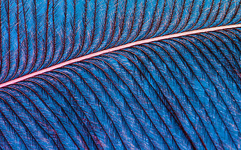 blue feather, macro, feathers textures, background with feathers, feathers patterns, blue feathers HD wallpaper
