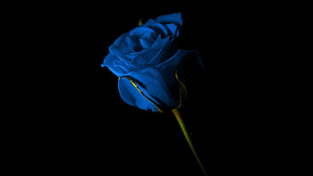 Portrait of blue rose, beautiful flower, dark HD wallpaper