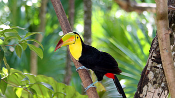 Toco, Toucans HD wallpaper