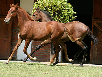 fun, horses, horse, i love horses HD wallpaper
