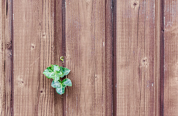 Plant, Miscellanea, Miscellaneous, Sheet, Leaf, Wall, Fence, Planks, Board HD wallpaper