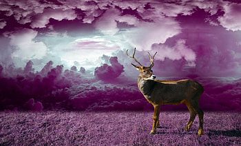Deer In Purple, Grass, Clouds, Deer, Sky, Purple HD wallpaper