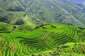 Rice terrace , Man-made marvels, , 2019's best HD wallpaper