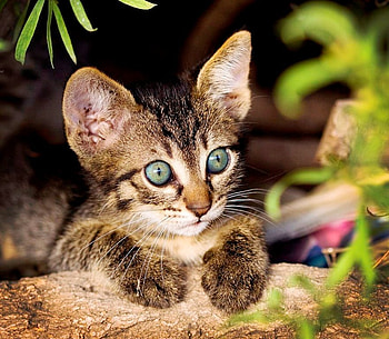 Named - Green-Eyed Wonder, sweet, animal, named, cute, surprised, cat, beautiful, small, green-eyed wonder, curious HD wallpaper
