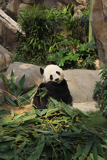 Funny, Animals, Animal, Bamboo, Panda HD phone wallpaper