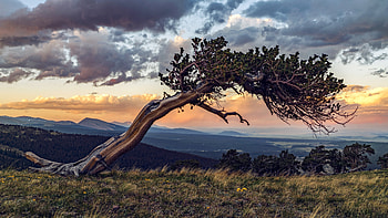 Bristlecone, Pine Trees HD wallpaper