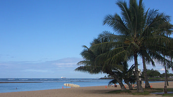 Ala Moana Beach Park, Palmtree, Hawaii, Ocean, Ala Moana, Park, Beach, Surf, Oahu HD wallpaper