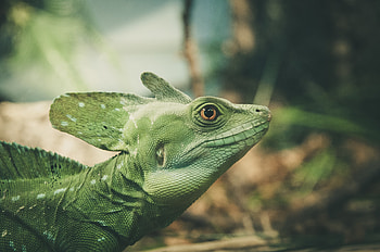 Animals, Color, Lizard, Reptile HD wallpaper