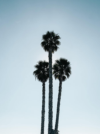 Nature, Sky, Leaves, Palms, Branches, Branch HD phone wallpaper