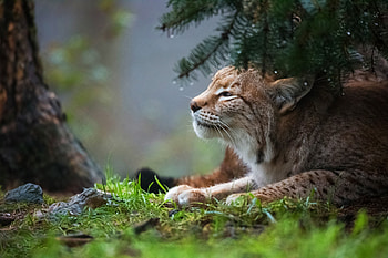 Lynx, animals, , Breathtaking visuals HD wallpaper