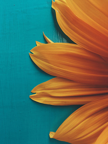Flowers, Background, Flower, Plant, Petals HD phone wallpaper