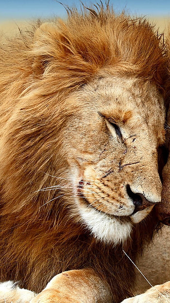 Lion , African, Animal HD phone wallpaper