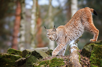 Lynx , Elusive beauty, Snowy habitat, Graceful movements HD wallpaper