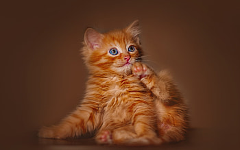 Kitten, sweet, animal, cute, cat, pet, paw, ginger, pisici HD wallpaper