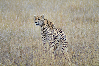 Serengeti National Park, Wildlife migration, African savannah, Tanzania HD wallpaper
