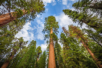 Home landscaping, Avoiding mistakes, Redwood tree tips, Transforming spaces HD wallpaper