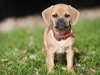 Dog, animal, puppy, loyal, friend, pet HD wallpaper