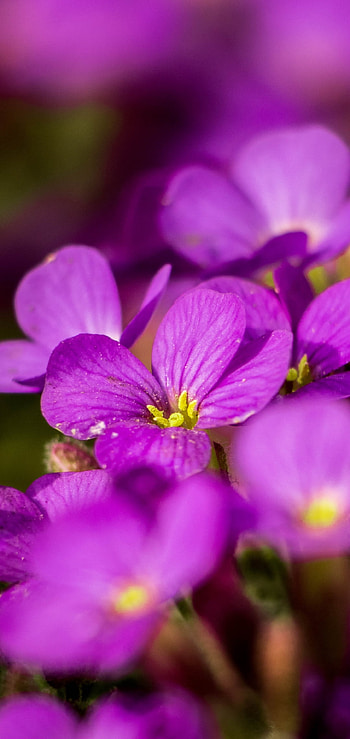 plant, petal, blur, purple flower, nature, flower HD phone wallpaper