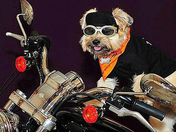 Dog & motorcycle, dog, motorcycle, shawls, glasses, funny, hats HD wallpaper