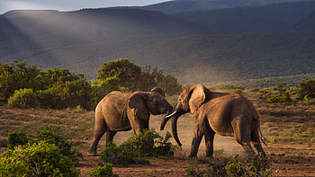 South Africa travels, Fighting elephants, Addo elephant park HD wallpaper