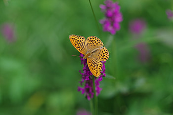 Animals, Flowers, Insect, Butterfly, Wings, Mother Of Pearl, Perlamutovka HD wallpaper