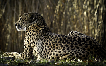 Animals, Cheetah HD wallpaper