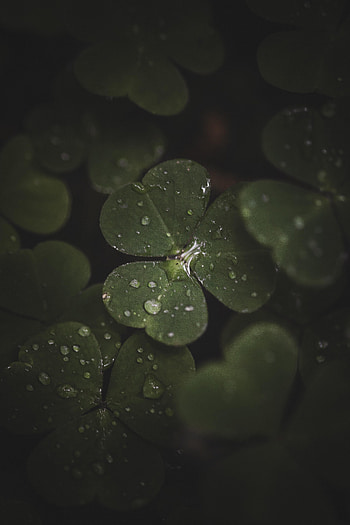 Leaves, Drops, Macro, Clover HD phone wallpaper