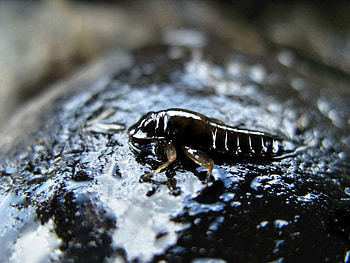 Water Bug, water, bug, rock HD wallpaper