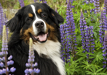 dog, cool, nature, new HD wallpaper