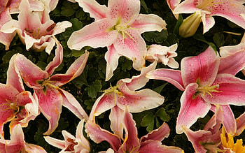 Flowers, Lilies, Petals, Close-Up, Stamens HD wallpaper