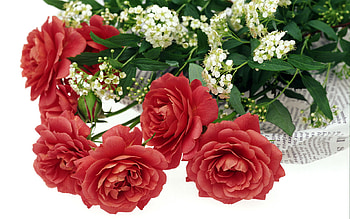 Roses for you!!!!!!, rose, still life, pretty, flower, love, red, nature HD wallpaper