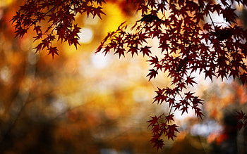 Reflection Autumn, branch, leaves, reflection, trees, autumn, nature HD wallpaper