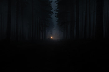 Dark, Forest, Fog, Darkness HD wallpaper