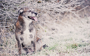 *, dog, animal, dogs, animals HD wallpaper