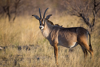 Roan antelope, Burrard Lucas, African wildlife, Impressive horns HD wallpaper
