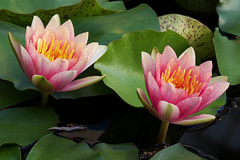 Flowers, Water, Leaves, Water Lilies, Couple, Pair, Close-Up HD wallpaper